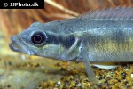 crenicichla species belly crawler crenicichla species belly crawler