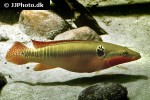 crenicichla zebrina crenicichla zebrina