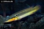 crenicichla zebrina crenicichla zebrina