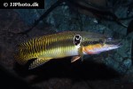 crenicichla zebrina crenicichla zebrina
