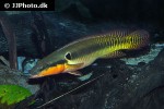 crenicichla zebrina crenicichla zebrina