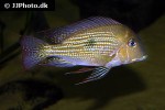 geophagus abalios geophagus abalios