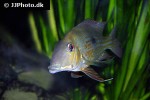 geophagus abalios geophagus abalios