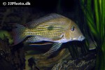 geophagus abalios geophagus abalios