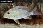 geophagus abalios geophagus abalios