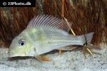 geophagus abalios geophagus abalios
