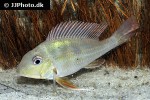 geophagus abalios geophagus abalios