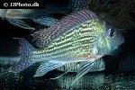 geophagus aff megasema geophagus aff megasema