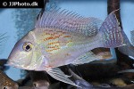 geophagus aff megasema geophagus aff megasema