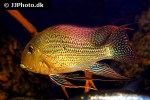 geophagus altifrons geophagus altifrons