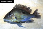 geophagus altifrons geophagus altifrons