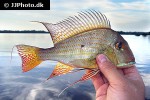 geophagus altifrons geophagus altifrons