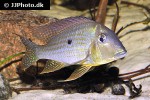 geophagus altifrons geophagus altifrons