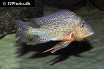 geophagus altifrons geophagus altifrons