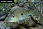 geophagus brachybranchus geophagus brachybranchus