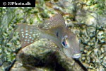 geophagus brachybranchus geophagus brachybranchus