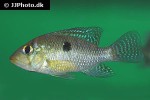 geophagus brasiliensis geophagus brasiliensis