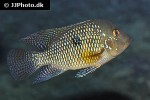 geophagus brasiliensis geophagus brasiliensis