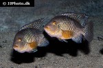 geophagus brasiliensis geophagus brasiliensis