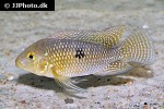 geophagus brasiliensis geophagus brasiliensis