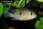 geophagus brasiliensis geophagus brasiliensis