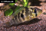 geophagus brasiliensis geophagus brasiliensis