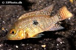 geophagus brasiliensis geophagus brasiliensis