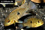 geophagus brasiliensis geophagus brasiliensis