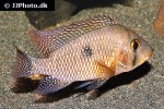 geophagus brasiliensis geophagus brasiliensis