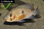 geophagus brasiliensis geophagus brasiliensis