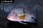 geophagus brasiliensis geophagus brasiliensis