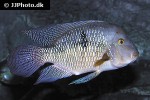 geophagus brasiliensis geophagus brasiliensis