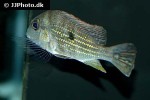 geophagus cf altifrons geophagus cf altifrons