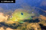 geophagus cf argyrostictus geophagus cf argyrostictus