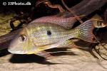 geophagus cf sveni geophagus cf sveni