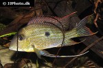 geophagus cf sveni geophagus cf sveni