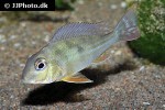 geophagus dicrozoster geophagus dicrozoster