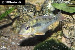geophagus dicrozoster geophagus dicrozoster