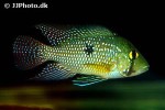 geophagus iporangensis geophagus iporangensis