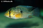 geophagus iporangensis geophagus iporangensis