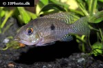 geophagus iporangensis geophagus iporangensis