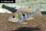 geophagus megasema geophagus megasema