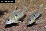 geophagus megasema geophagus megasema