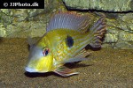 geophagus megasema geophagus megasema