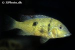 geophagus pellegrini geophagus pellegrini