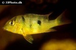 geophagus pellegrini geophagus pellegrini