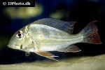 geophagus proximus geophagus proximus