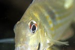 geophagus proximus geophagus proximus