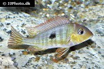 geophagus pyrocephalus geophagus pyrocephalus