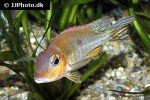 geophagus pyrocephalus geophagus pyrocephalus